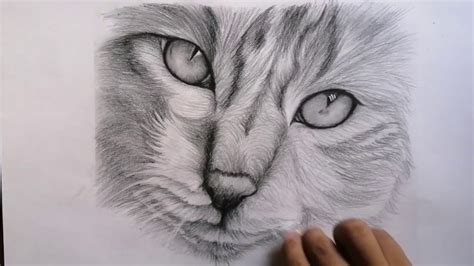 gato fácil de dibujar|como dibujar un gato realista.